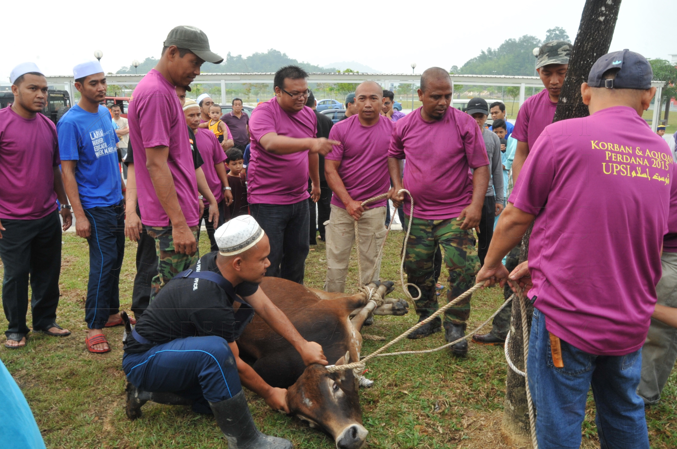 PRO15 150 KORBAN HAS 6737